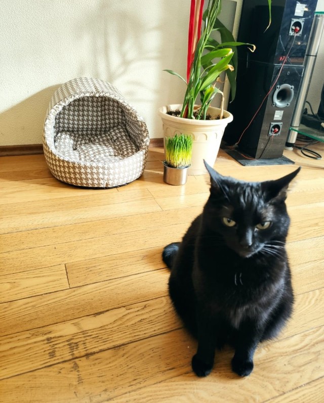 Котовторник. Знакомьтесь, Мася