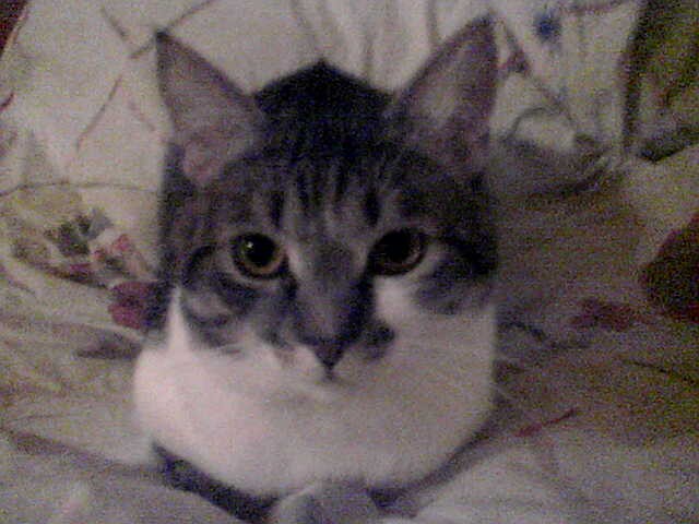 Наш кот Сёма.