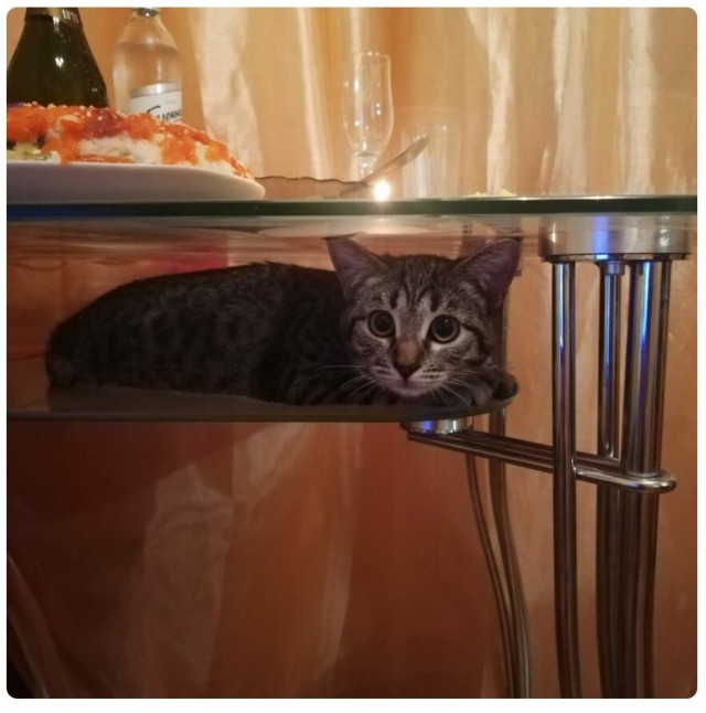 Котики бывают разные - черные, белые, и все классные