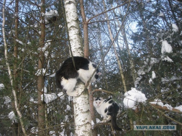 Жизнь домашнего приюта для котеек 330