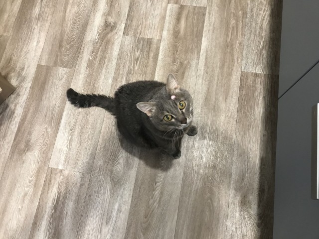 С котовторником!