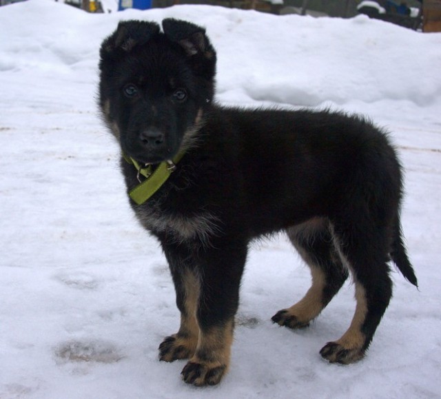 Когда то я была меньше кота, а теперь мы друзья