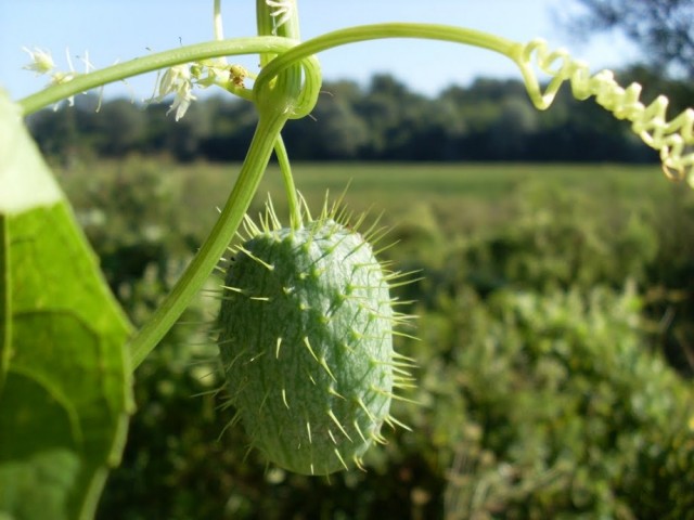 Осторожно: растения-агрессоры! Иноземные захватчики с других континентов
