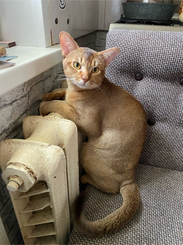 Котовторнику быть