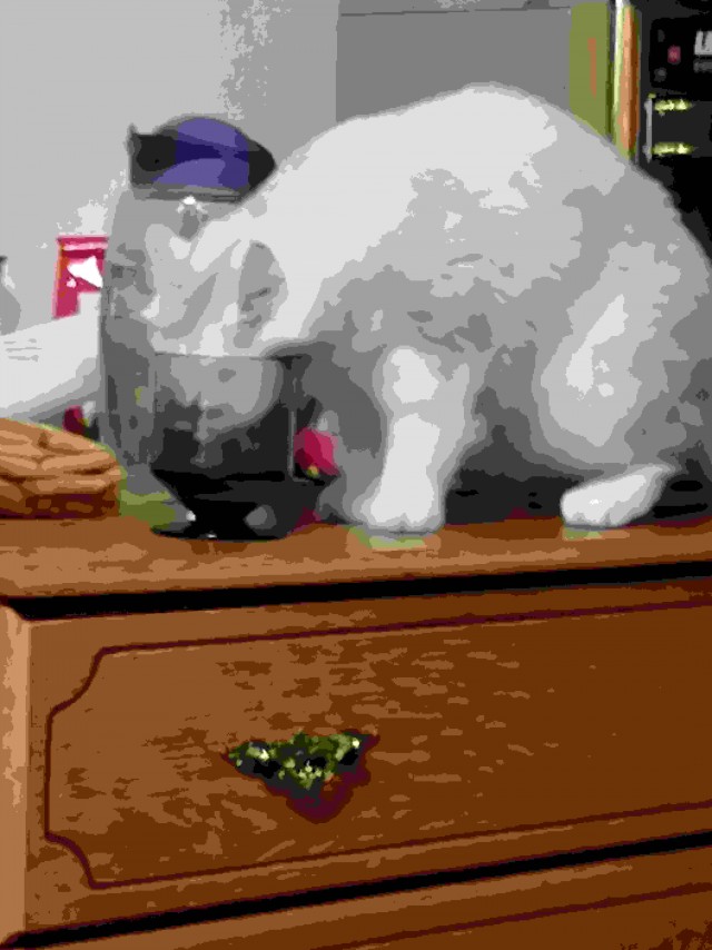 Котовторник 21.12.21