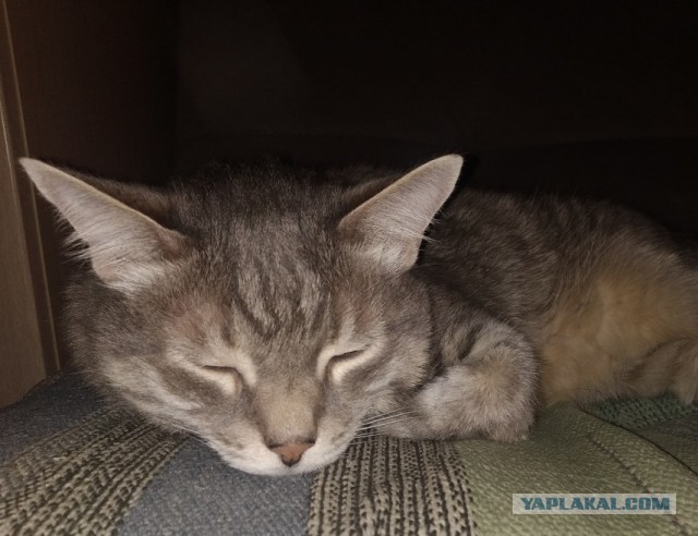 Долой политику, ура котикам!