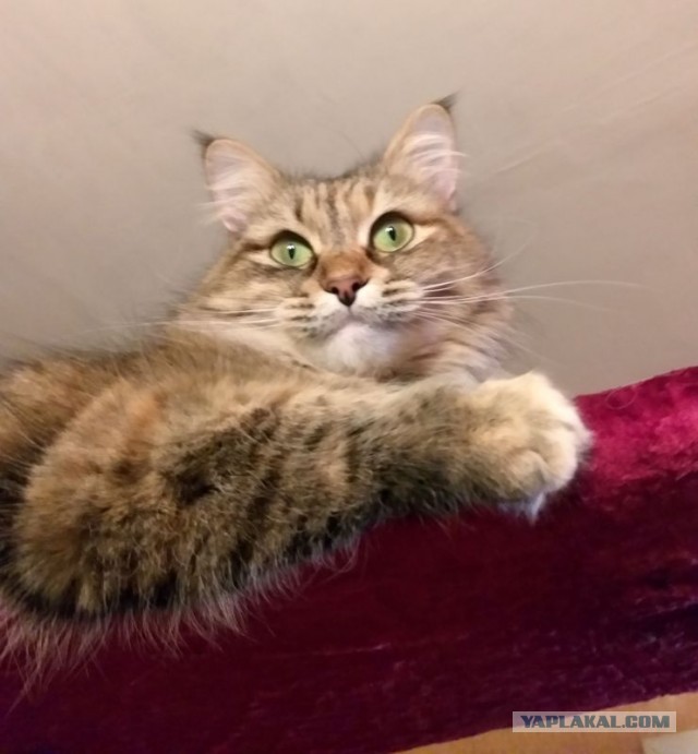 А что это мы котовторник не начинаем? Время пришло!