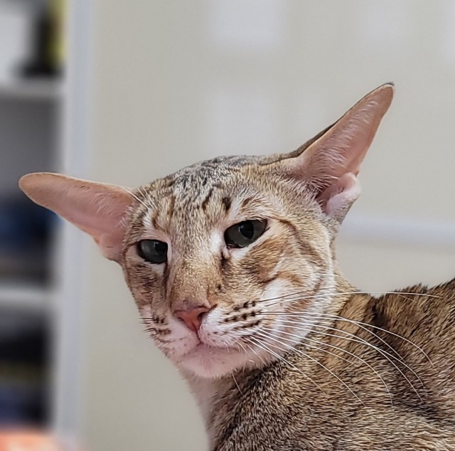 Котовторник 07.06.2022