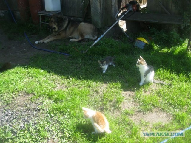 Жизнь домашнего приюта для котеек 405
