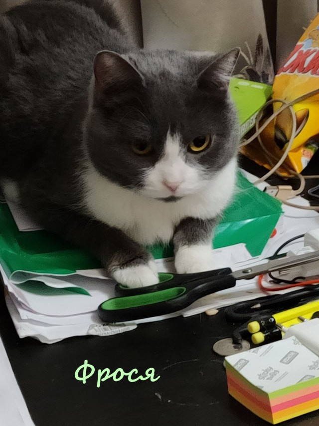 Жизнь домашнего приюта "Котоленд" 365