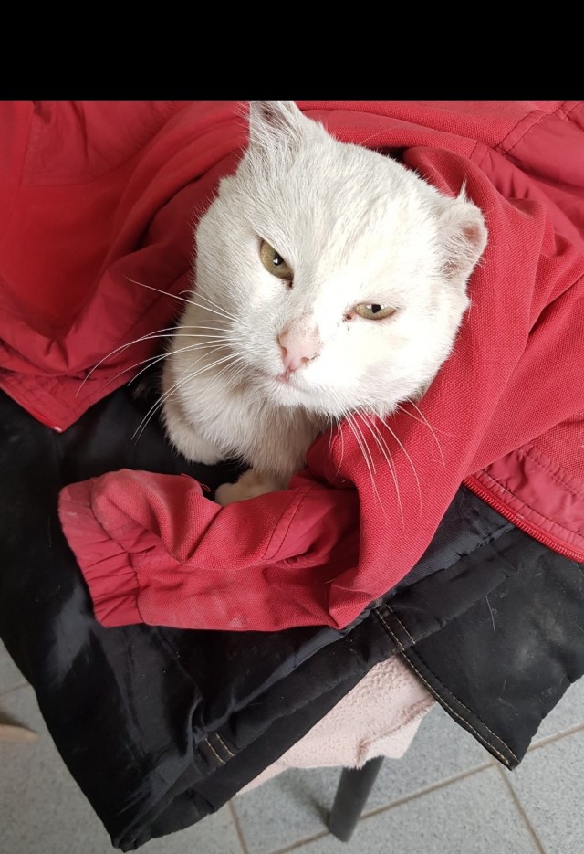 Котодракула