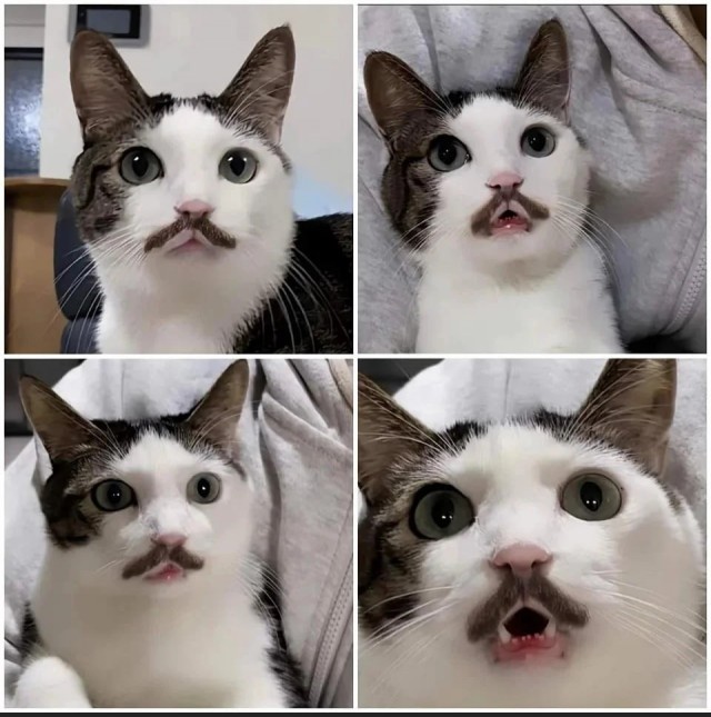 Котовторнику посвящается