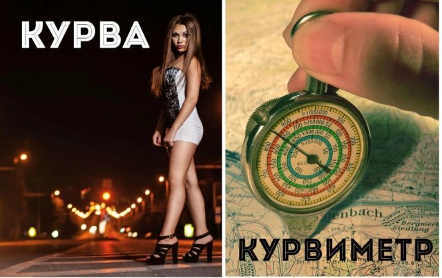 Поляк встретил ежа