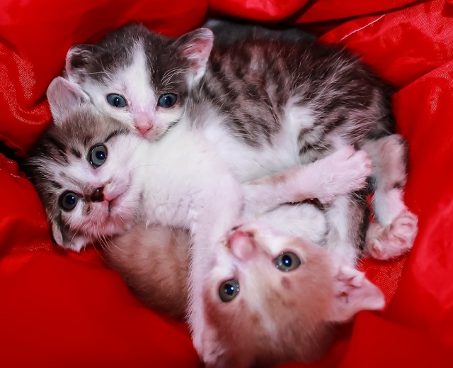 Котовторник 16.04.2013