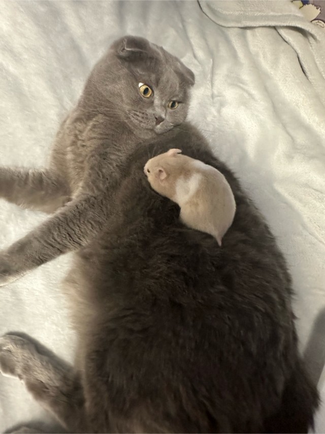 Всех с котовторником
