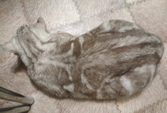 К котовторнику. Кот Роршаха