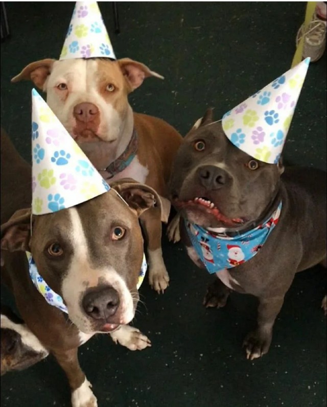 Все владельцы собак каждый год ломают себе голову, как отметить день рождения своего питомца?