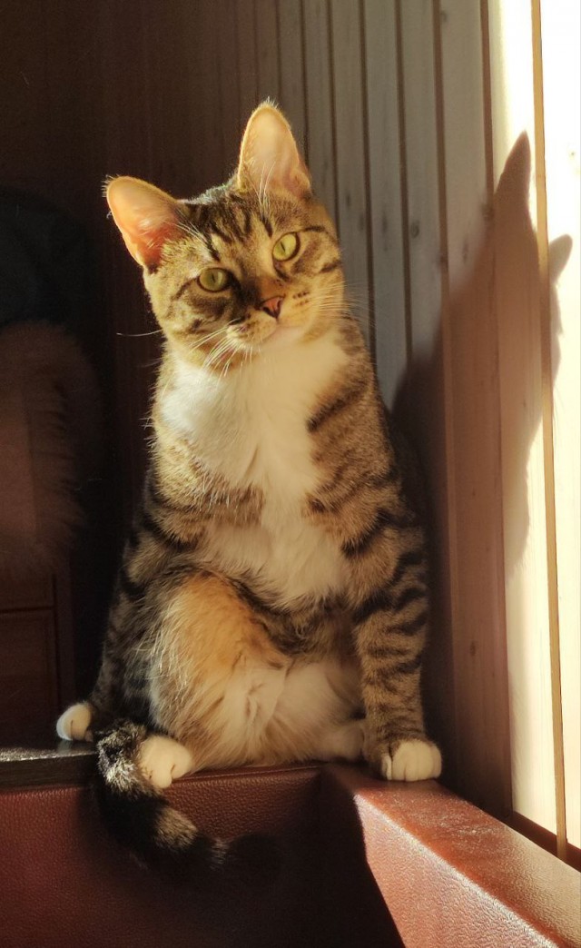 Мой кот