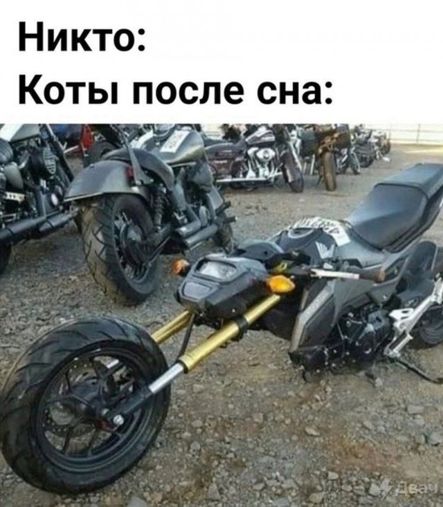 Весёлый полтишок 06.06.25