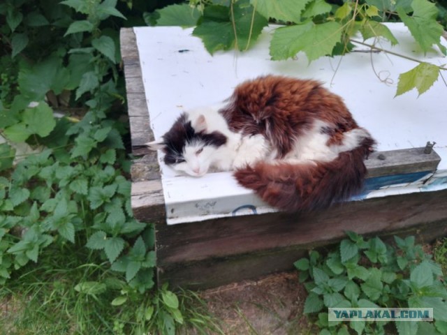 Жизнь домашнего приюта для котеек 549