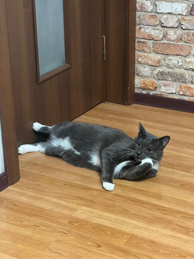 Котовторник