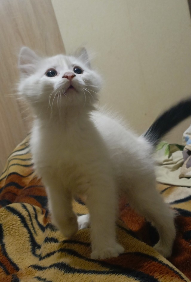 Четкий план нападения