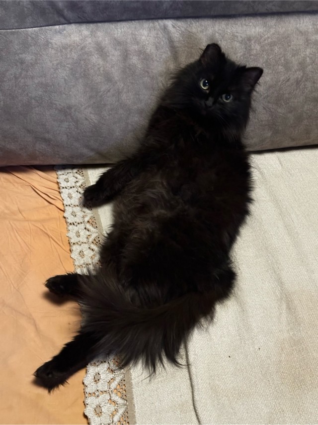 17 лет Коту ( примерно)