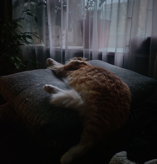 А как спит ваша котейка