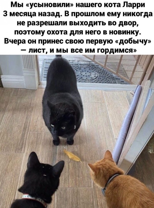 К котовторнику: подборка картинок-баянов с котиками и про котиков. Выпуск 42.
