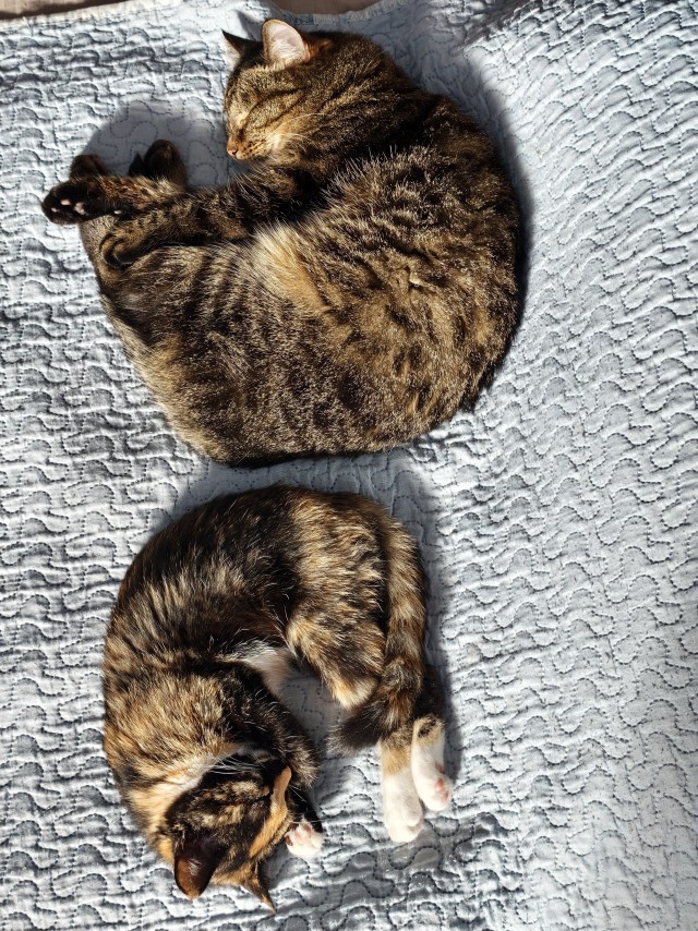 К-котовторник