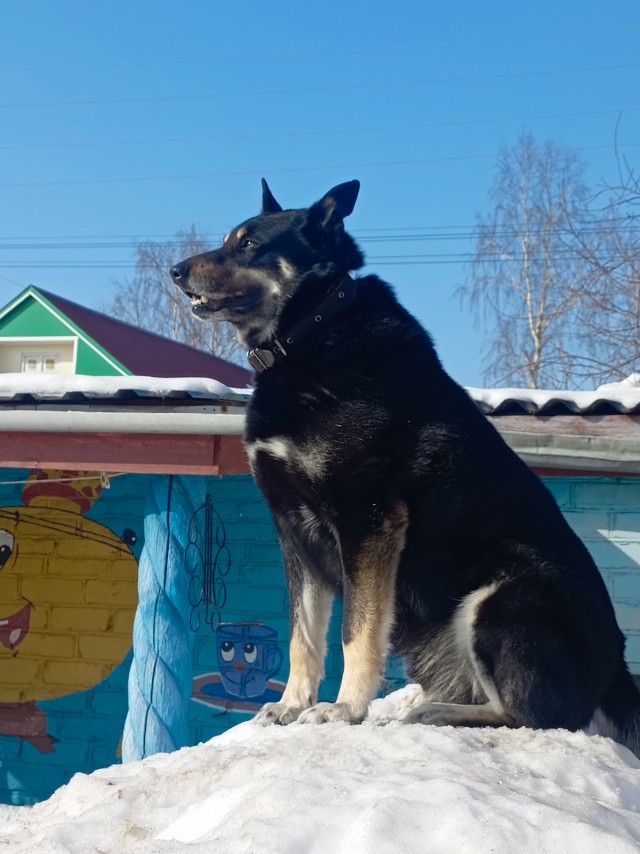 Собакочетверг . Принцесса.