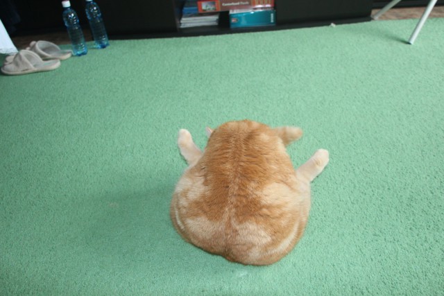 Котовторник 27.5.2014