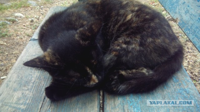 Котовторник 09.09.2014