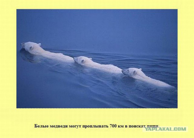20 фактов обо всем