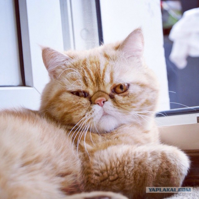 Котовторник