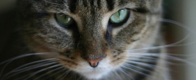 Учёные изучили паразита, которым кошки заражают