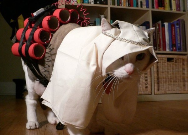 Полицейские разыскивают в Москве заминированного кота-«смертника»