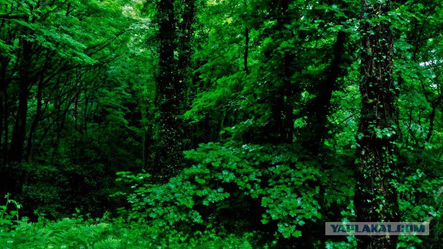 Юкка: уход и размножение