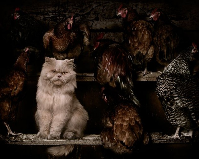 Коты из сети