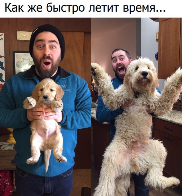 Всячина. Картинки и тексты картинками