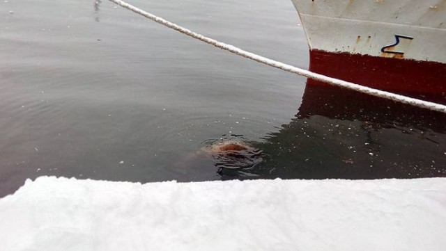 На Камчатке моряки подкормили голодного тюленя