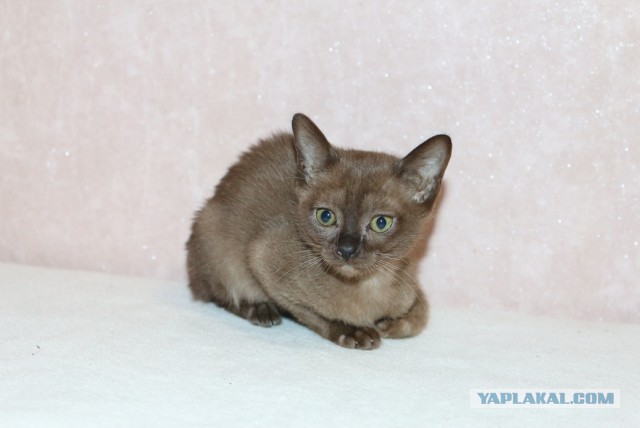 Коты и Кошки