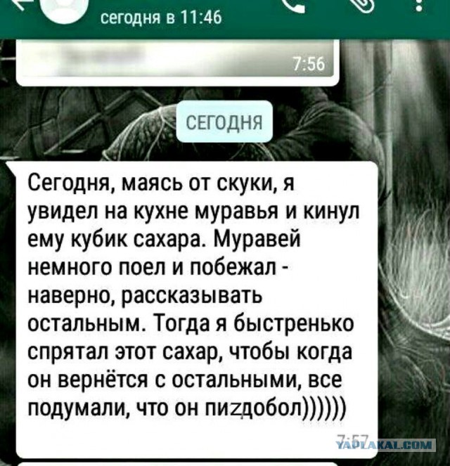 Чужак в муравейнике