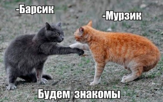 Коты и Кошки