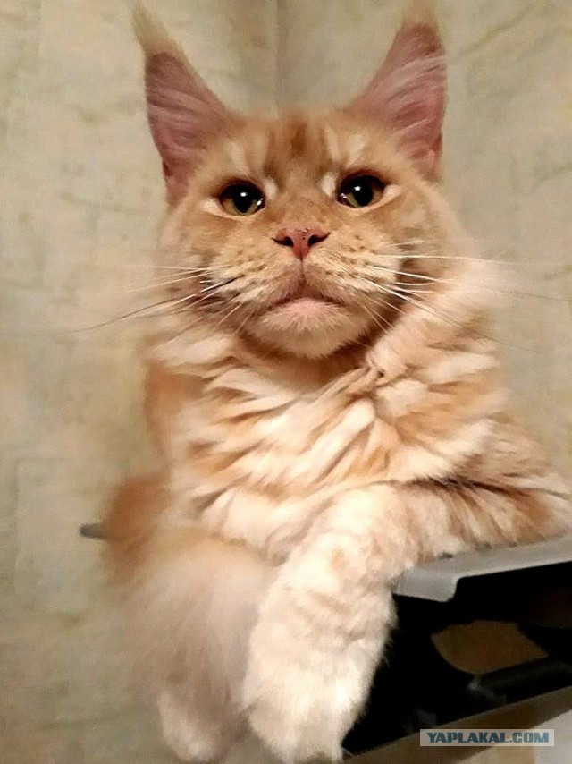 Джокер и его семья