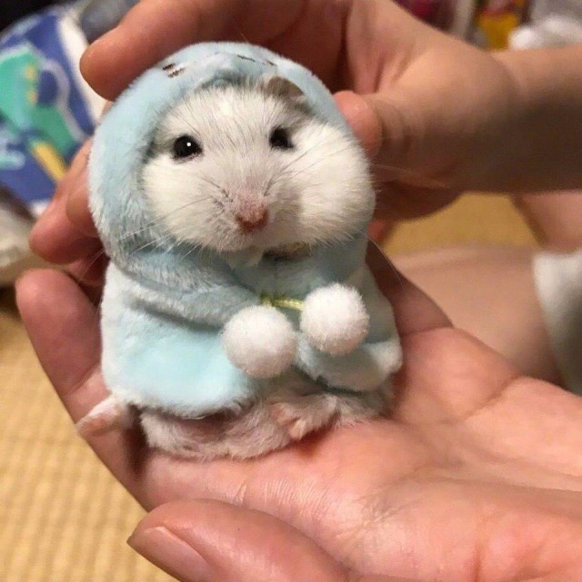 Подборка забавных животных