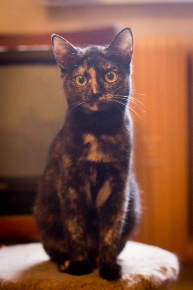 Прикольных котов пост