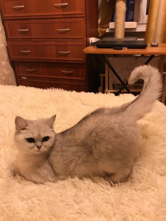 Котовторник 9.01.2018