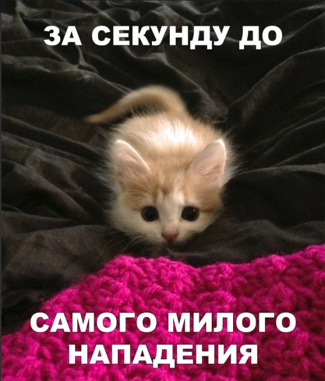 Немного милоты