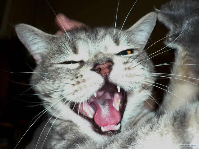 КОТОВТОРНИК (6.03.2012)